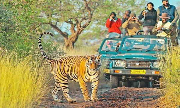 Golden Triangle And Ranthambore Safari Tour An Adventure Through India's Heart and Wild Side